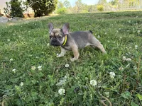 Jr, a male French Bulldog for sale in Ball Ground, GA – Photo 6 of 6