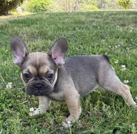 Jr, a male French Bulldog for sale in Ball Ground, GA – Photo 2 of 6