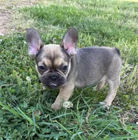 Jr, a male French Bulldog for sale in Ball Ground, GA – Photo 4 of 6