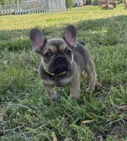 Jr, a male French Bulldog for sale in Ball Ground, GA – Photo 5 of 6