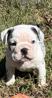 Sammy, a male English Bulldog for sale in Ball Ground, GA – 2 of 3