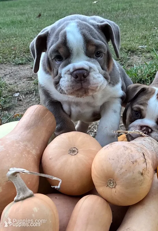 Gurty – English Bulldog puppy for sale in Ball Ground, GA