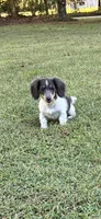 Pippin , a female Miniature Dachshund for sale in Ball Ground, GA – 4 of 5
