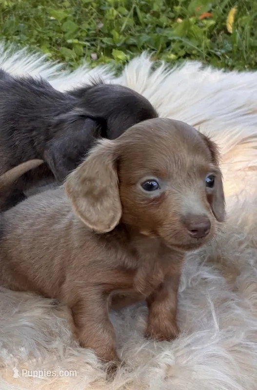 Penny – Miniature Dachshund puppy for sale in Ball Ground, GA