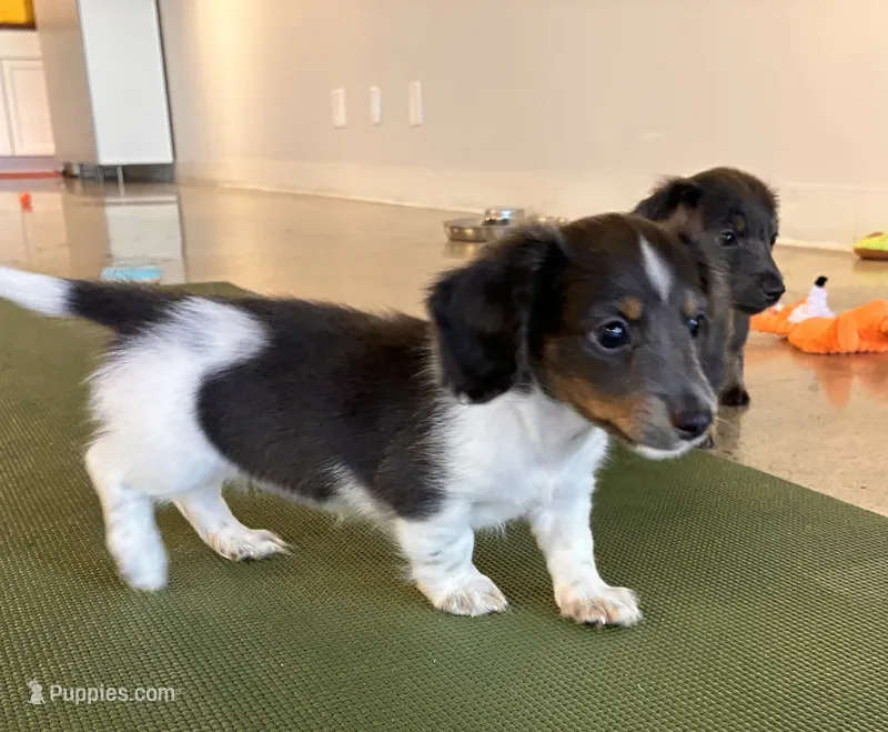 Pippin  – Miniature Dachshund puppy for sale in Ball Ground, GA