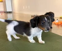 Pippin , a female Miniature Dachshund for sale in Ball Ground, GA – 1 of 5