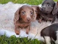 Poppy, a female Miniature Dachshund for sale in Ball Ground, GA – 2 of 5