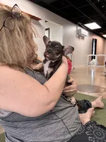 Half Pint, a male French Bulldog for sale in Ball Ground, GA – 6 of 6