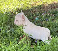 Daisy, a female French Bulldog for sale in Ball Ground, GA – Photo 3 of 7