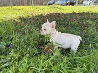 Daisy, a female French Bulldog for sale in Ball Ground, GA – Photo 6 of 7
