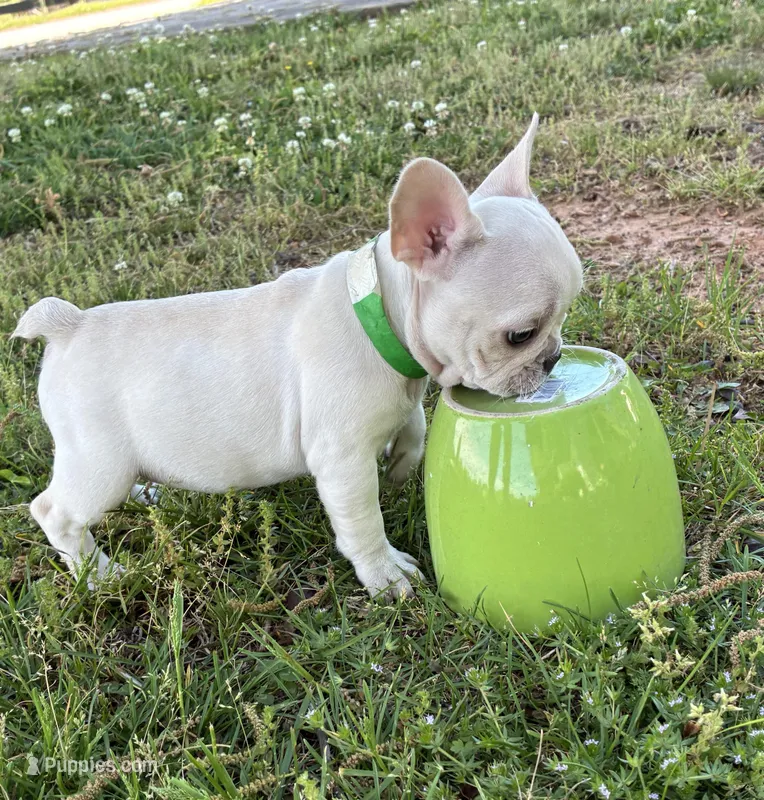 Daisy – French Bulldog puppy for sale in Ball Ground, GA