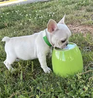 Daisy, a female French Bulldog for sale in Ball Ground, GA – Photo 1 of 7