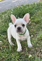 Daisy, a female French Bulldog for sale in Ball Ground, GA – Photo 2 of 7
