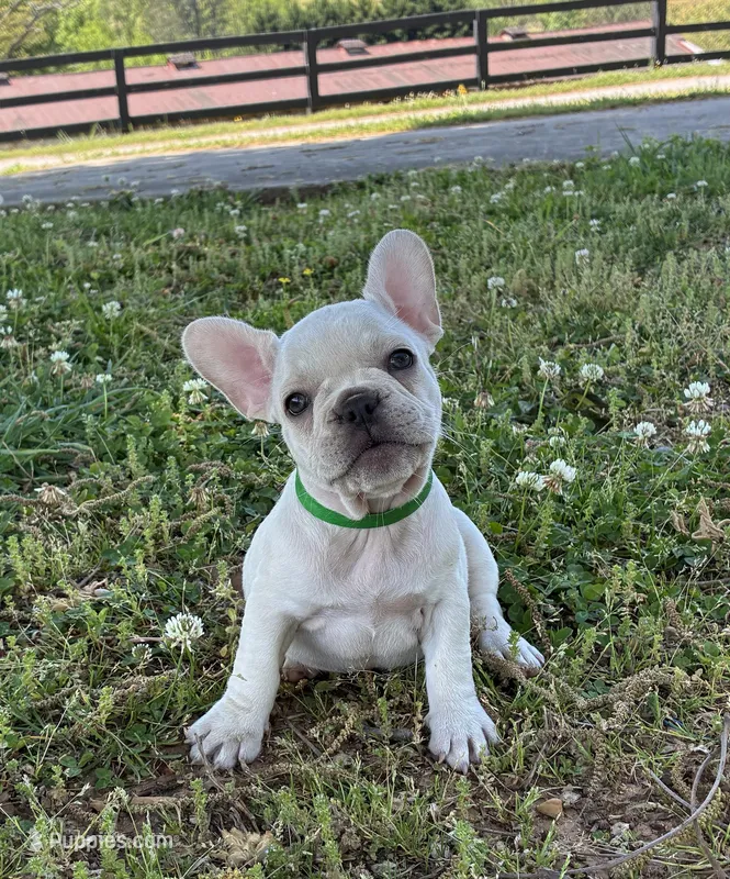 Daisy – French Bulldog puppy for sale in Ball Ground, GA