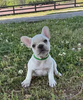 Daisy, a female French Bulldog for sale in Ball Ground, GA – Photo 5 of 7