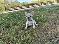 Daisy, a female French Bulldog for sale in Ball Ground, GA – Photo 7 of 7