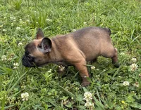 Porcia, a female French Bulldog for sale in Ball Ground, GA – 2 of 3