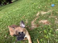 Cyris, a male French Bulldog for sale in Ball Ground, GA – 4 of 4