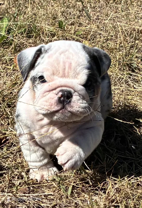 Maisy, a female English Bulldog for sale in Ball Ground, GA – 1 of 4