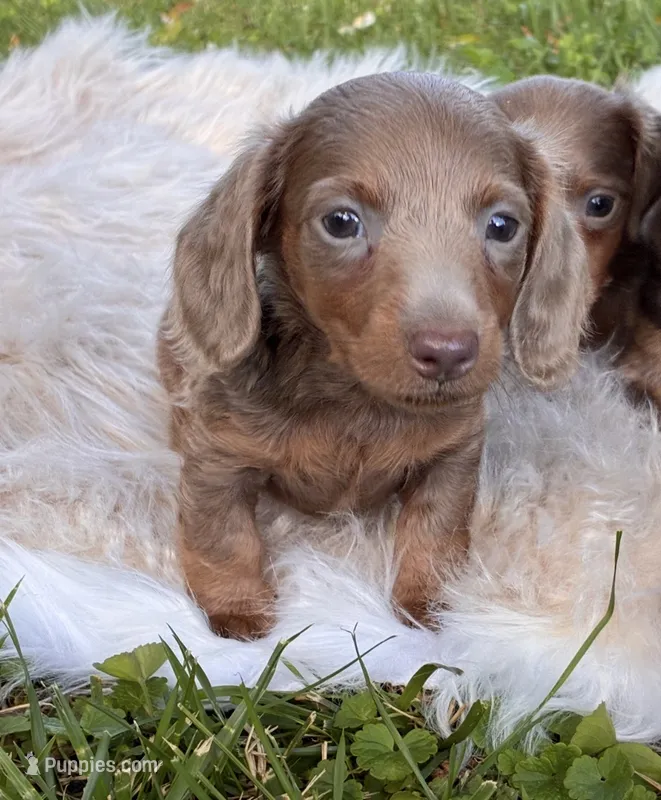 Poppy – Miniature Dachshund puppy for sale in Ball Ground, GA