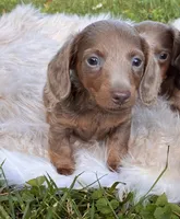 Poppy, a female Miniature Dachshund for sale in Ball Ground, GA – 1 of 5