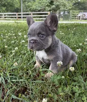 Balue Bate, a female French Bulldog for sale in Ball Ground, GA – 3 of 6