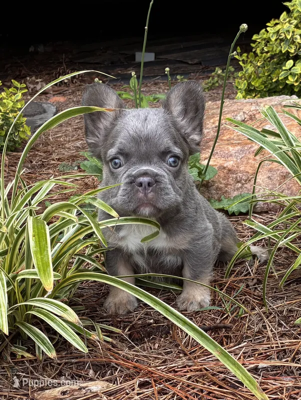 Balue Bate – French Bulldog puppy for sale in Ball Ground, GA