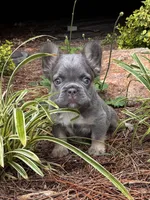 Balue Bate, a female French Bulldog for sale in Ball Ground, GA – 1 of 6