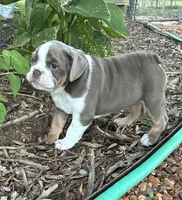 Gurty, a female English Bulldog for sale in Ball Ground, GA – 5 of 5