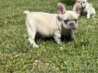 Oslam, a male French Bulldog for sale in Ball Ground, GA – 2 of 3