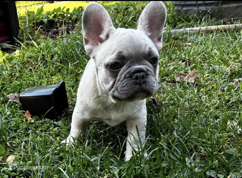 Oslam – French Bulldog puppy for sale in Ball Ground, GA