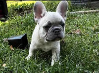 Oslam, a male French Bulldog for sale in Ball Ground, GA – 1 of 3