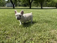 Oslam, a male French Bulldog for sale in Ball Ground, GA – 3 of 3