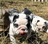 Daisy, a female English Bulldog for sale in Ball Ground, GA – 2 of 5