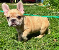 Chennel, a female French Bulldog for sale in Ball Ground, GA – 4 of 6