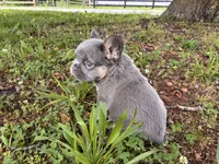 Balue Bate, a female French Bulldog for sale in Ball Ground, GA – 4 of 6