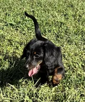 Raven, a female Miniature Dachshund for sale in Ball Ground, GA – 3 of 5