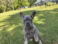 Tucker, a male French Bulldog for sale in Ball Ground, GA – 4 of 7