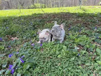 Tucker, a male French Bulldog for sale in Ball Ground, GA – 5 of 7