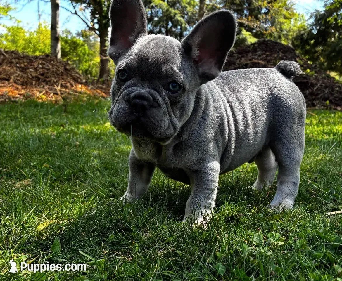 Tucker, a male French Bulldog for sale in Ball Ground, GA – 3 of 7
