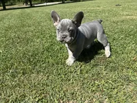Tucker, a male French Bulldog for sale in Ball Ground, GA – 2 of 7