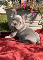 Tucker, a male French Bulldog for sale in Ball Ground, GA – 7 of 7