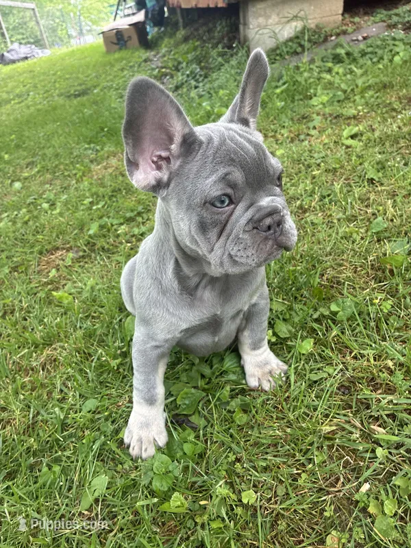 Tucker – French Bulldog puppy for sale in Ball Ground, GA