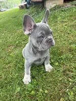 Tucker, a male French Bulldog for sale in Ball Ground, GA – 1 of 7