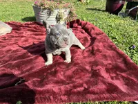 Tucker, a male French Bulldog for sale in Ball Ground, GA – 6 of 7