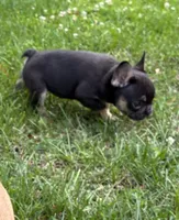 Half Pint, a male French Bulldog for sale in Ball Ground, GA – 4 of 6