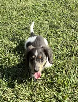 Pippin , a female Miniature Dachshund for sale in Ball Ground, GA – 3 of 5