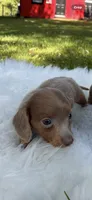 Penny, a female Miniature Dachshund for sale in Ball Ground, GA – 5 of 5