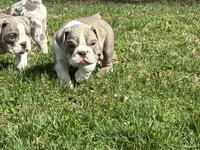 Darci, a female English Bulldog for sale in Ball Ground, GA – Photo 4 of 5