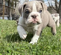 Darci, a female English Bulldog for sale in Ball Ground, GA – Photo 1 of 5